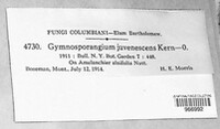 Gymnosporangium nidus-avis image
